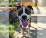 Small #8 American Pit Bull Terrier Mix