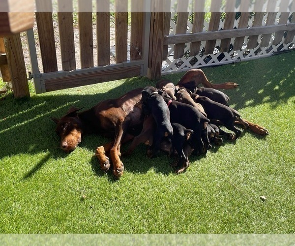 Medium Photo #3 Doberman Pinscher Puppy For Sale in LUTZ, FL, USA