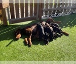 Small Photo #3 Doberman Pinscher Puppy For Sale in LUTZ, FL, USA