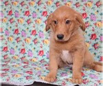 Small Photo #4 Golden Retriever Puppy For Sale in BLOOMINGTON, IN, USA