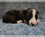 Puppy Kennedy Border Collie