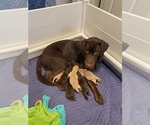 Small Photo #2 Labrador Retriever Puppy For Sale in HEMLOCK, NY, USA