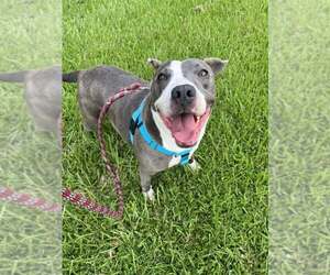 American Pit Bull Terrier-Unknown Mix Dogs for adoption in Oakhurst, NJ, USA