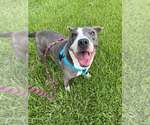 Small American Pit Bull Terrier Mix