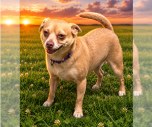 Chihuahua Dogs for adoption in Garner, NC, USA