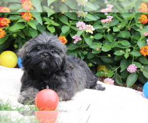 Shih Tzu Puppy for sale in SHILOH, OH, USA