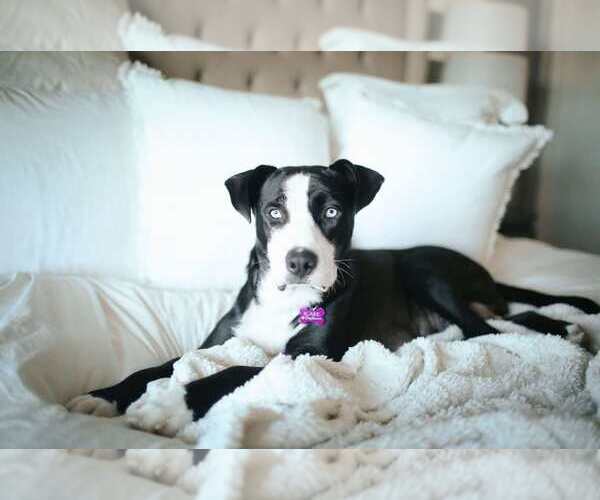 Medium Photo #11 American Staffordshire Terrier-Huskies  Mix Puppy For Sale in La Verne, CA, USA