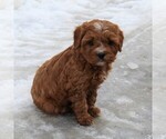 Small Photo #6 Cavapoo Puppy For Sale in EPHRATA, PA, USA
