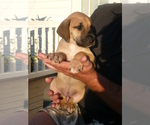 Small Photo #8 Great Dane Puppy For Sale in CONWAY, SC, USA