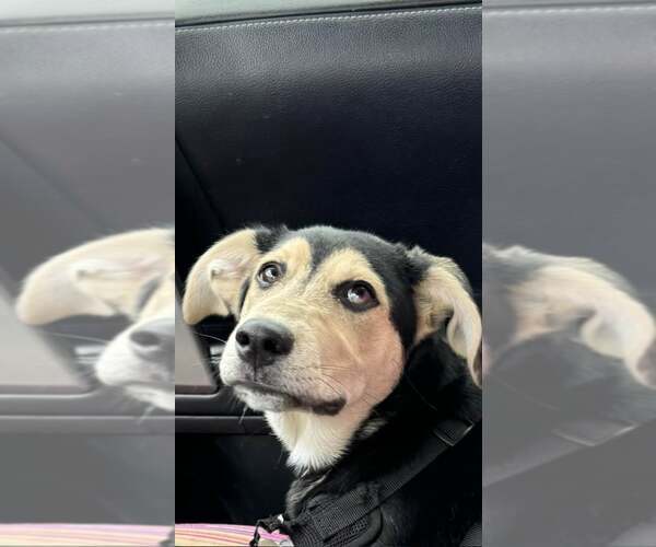 Medium Photo #3 Labrador Retriever-Siberian Husky Mix Puppy For Sale in MIDWAY, UT, USA