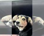 Small #2 Labrador Retriever-Siberian Husky Mix