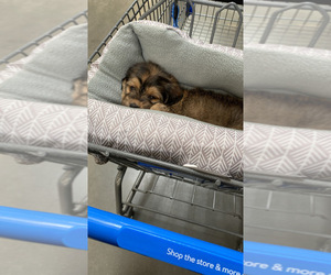 Dachshund-Poodle (Toy) Mix Puppy for sale in HOUSTON, TX, USA