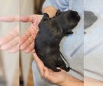 Small #1 Pug