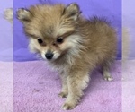 Small Photo #10 Pomeranian Puppy For Sale in AZLE, TX, USA