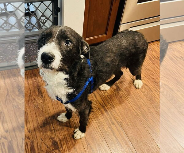 Medium Photo #2 Mutt Puppy For Sale in Germantown, OH, USA