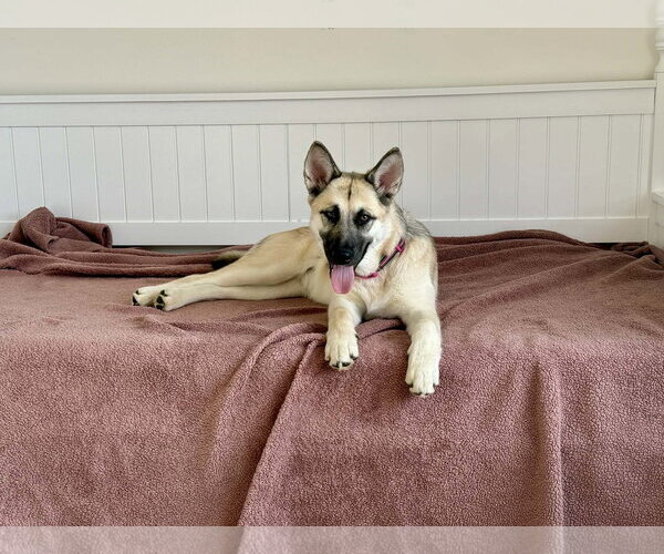 Medium Photo #1 Alaskan Malamute-German Shepherd Dog Mix Puppy For Sale in Clinton , MI, USA