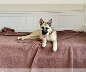 Alaskan Malamute-German Shepherd Dog Mix Dogs for adoption in Clinton , MI, USA