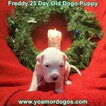 Small Photo #85 Dogo Argentino Puppy For Sale in JANE, MO, USA
