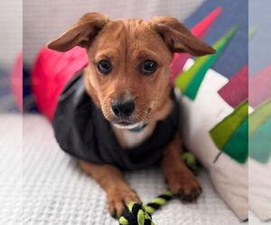 Chiweenie Dogs for adoption in pomfret, CT, USA