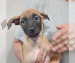 Small #1 Pug Mix