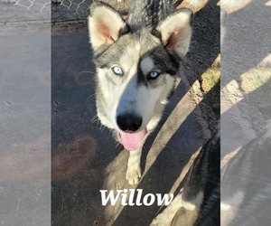 Siberian Husky Dogs for adoption in Cedar Crest, NM, USA