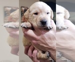 Small #7 Labrador Retriever