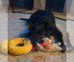Small #2 Retriever  Mix