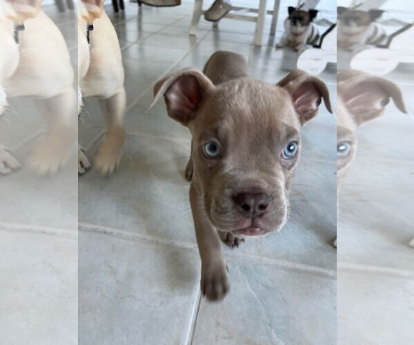 Medium Photo #7 American Pit Bull Terrier-Unknown Mix Puppy For Sale in Tenafly, NJ, USA