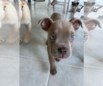 Small #6 American Pit Bull Terrier Mix