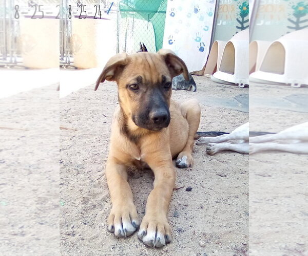 Medium Photo #5 Mutt Puppy For Sale in Apple Valley, CA, USA