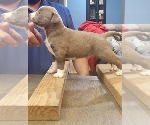 American Bully-American Staffordshire Terrier Mix Puppy for sale in SAN BERNARDINO, CA, USA