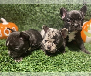 French Bulldog Puppy for sale in PALMDALE, CA, USA