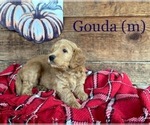 Puppy 2 Goldendoodle