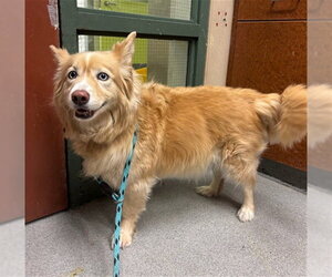 Horgi Dogs for adoption in Rancho Cucamonga, CA, USA