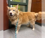 HAZEL - Female Horgi Dog for Adoption - Small photo