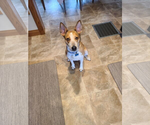 Medium Photo #7 Basenji-Unknown Mix Puppy For Sale in Minneapolis, MN, USA