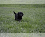 Small Photo #4 Australian Labradoodle Puppy For Sale in COLORADO SPRINGS, CO, USA