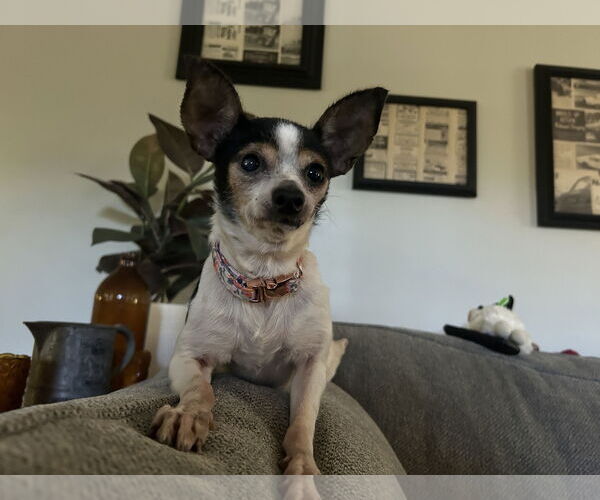 Medium Photo #8 Chihuahua-Unknown Mix Puppy For Sale in Holly Springs, NC, USA