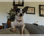 Small #7 Chihuahua Mix