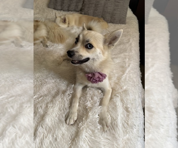 Medium Photo #145 Pomsky Puppy For Sale in LOVELAND, CO, USA