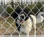 Small Border Collie Mix