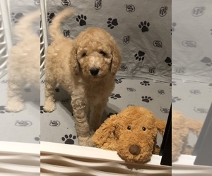 Goldendoodle Puppy for sale in HEATH SPRINGS, SC, USA