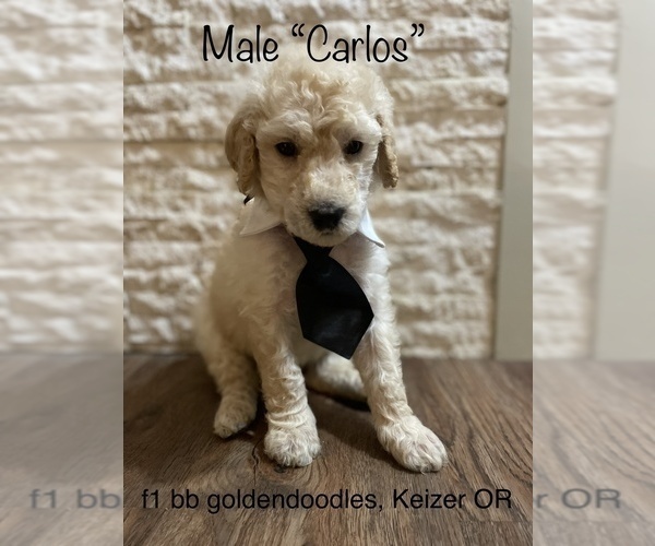 Medium Photo #11 Goldendoodle Puppy For Sale in KEIZER, OR, USA