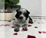 Small #1 Australian Cattle Dog-Miniature Australian Shepherd Mix