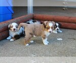 Small Photo #4 Miniature Australian Shepherd Puppy For Sale in LIVE OAK, CA, USA