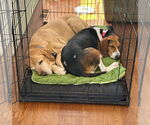 Small #6 Treeing Walker Coonhound