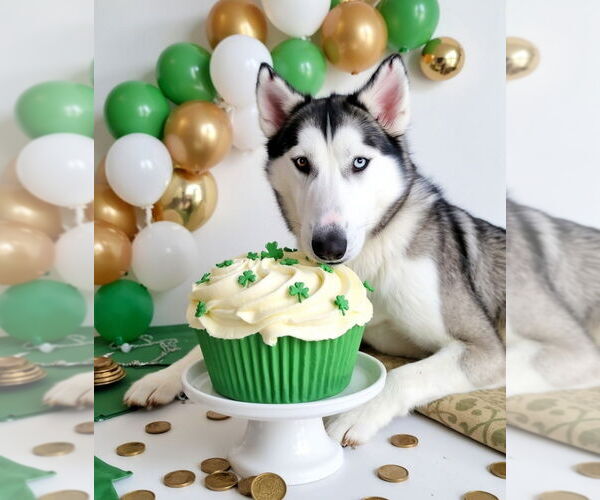 Medium Photo #15 Huskies -Unknown Mix Puppy For Sale in New York, NY, USA