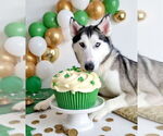 Small #14 Huskies  Mix