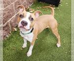 *TIANA - Female Mutt Dog for Adoption - Small photo