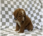 Cosmo - Male Goldendoodle (Miniature) Puppy for Sale - Photo #5